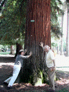 Tree-movers-09-03.gif (391076 bytes)